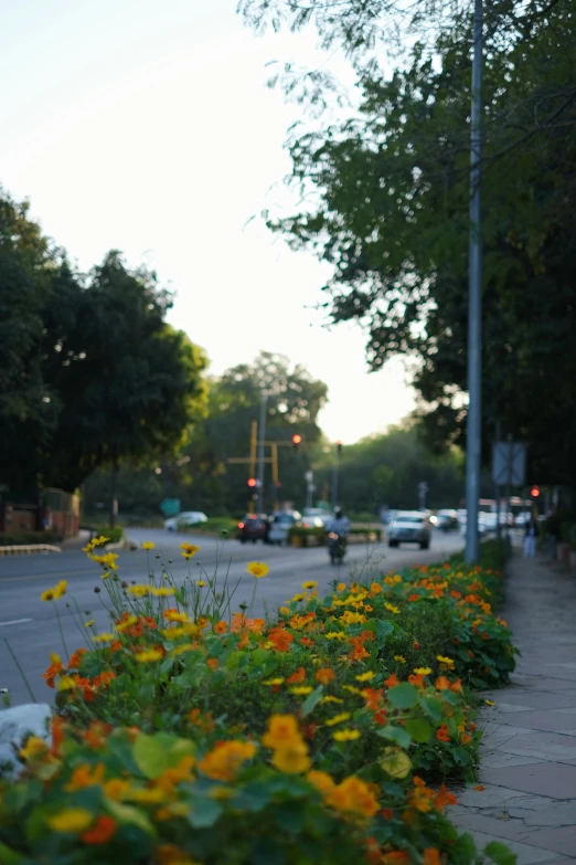 various types of plants line the sidewalk of a street