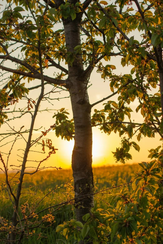 sunset through tree tops in a grassy field