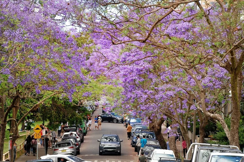 people are walking down a road lined with purple flowers