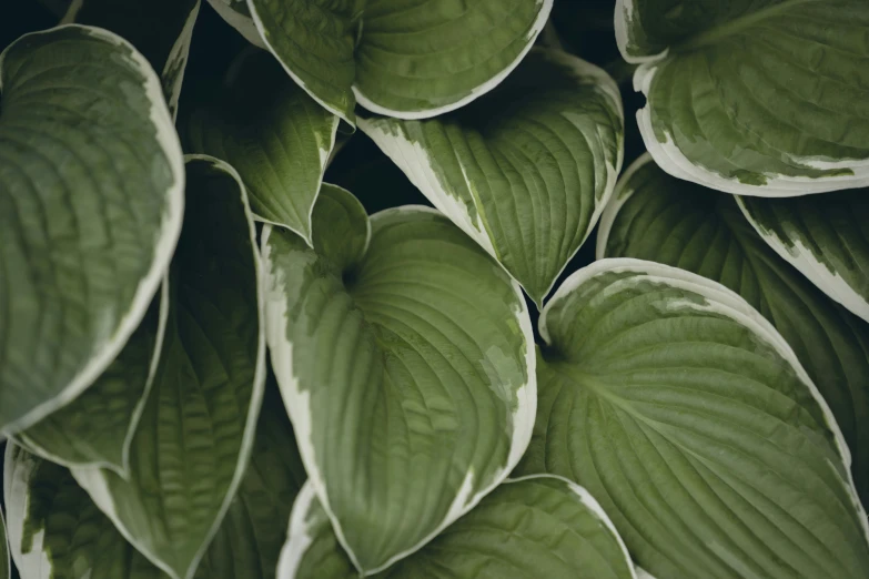 green leaves and leaves are shown on the wall