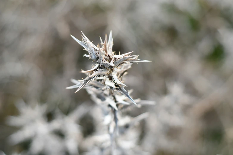 a very small flower is frozen outside and in some sort of thing