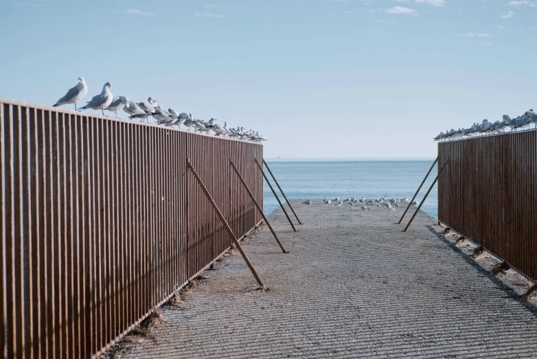 a group of birds sit on the fence around the beach