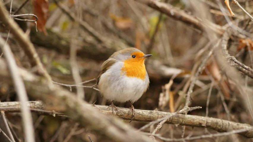 a bird that is perched on some nches