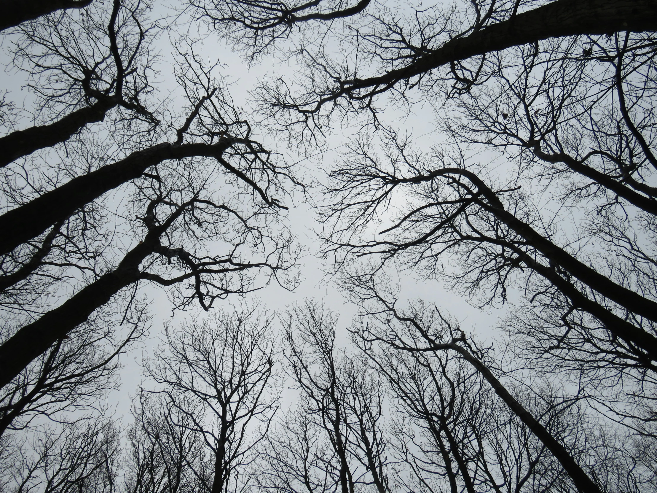 a dark sky shows through thin trees