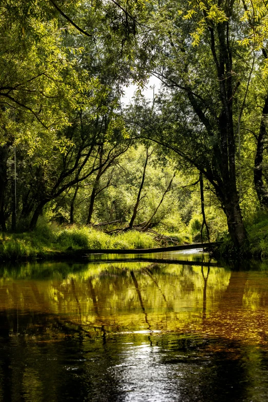 water, trees, and yellow leaves are reflected in the water