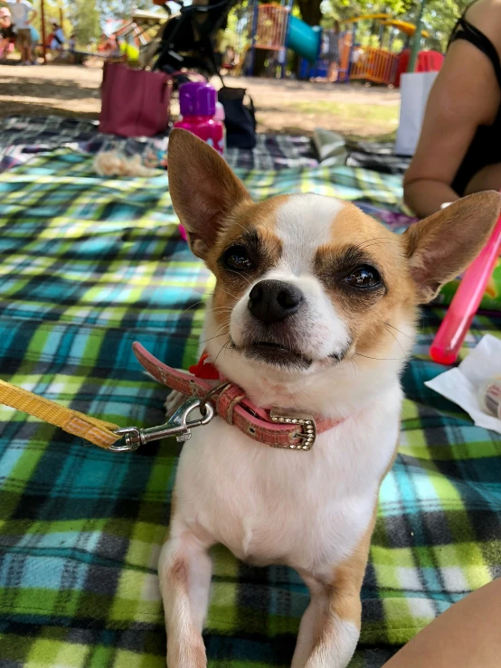 a dog is sitting down on a plaid blanket