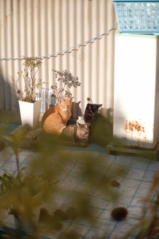 two cats are sitting on the tiled floor near a fence