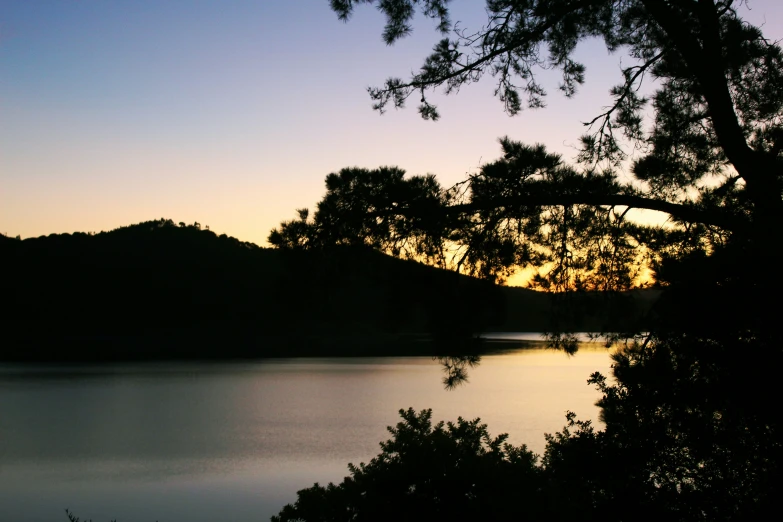 a large body of water surrounded by a forest