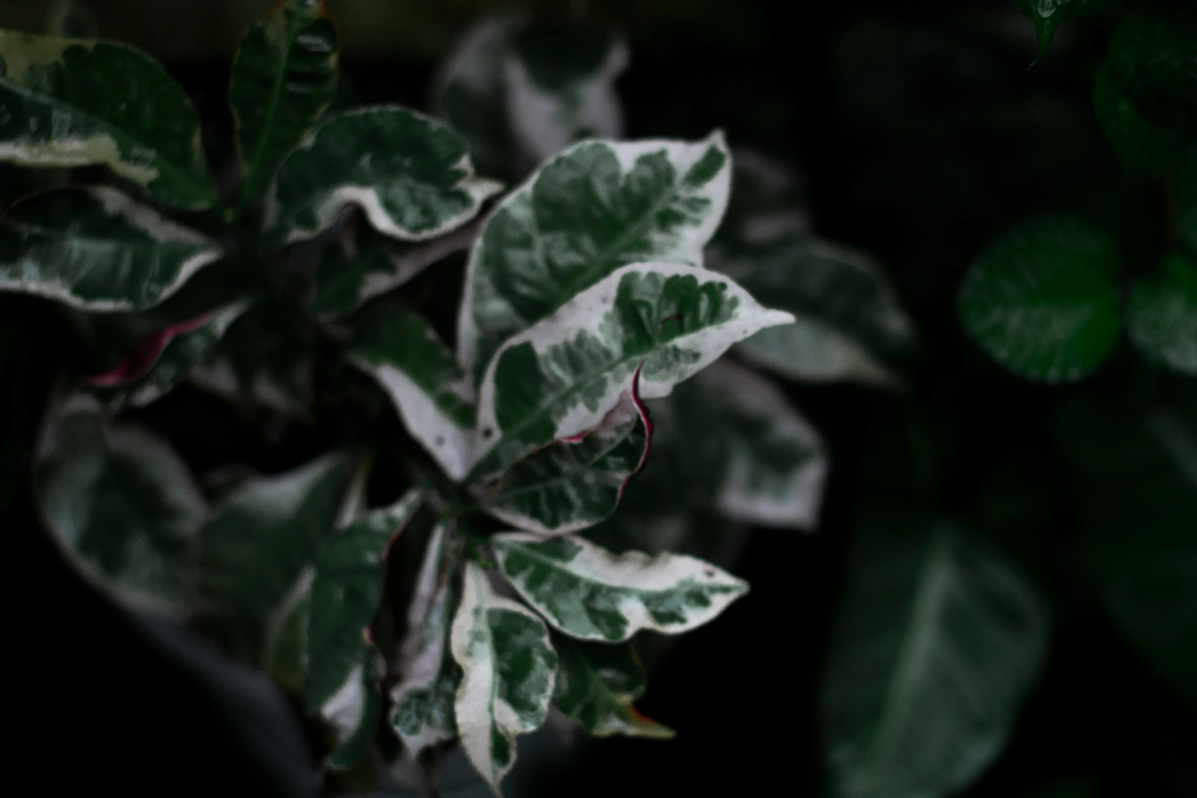 some plants with green leaves and dirt