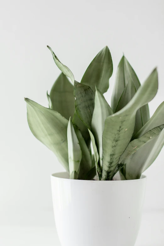 there is a green plant that is in the bowl