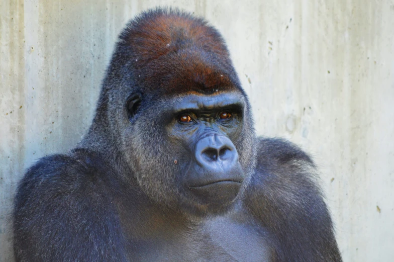 a close up of a gorilla face with an orange eye