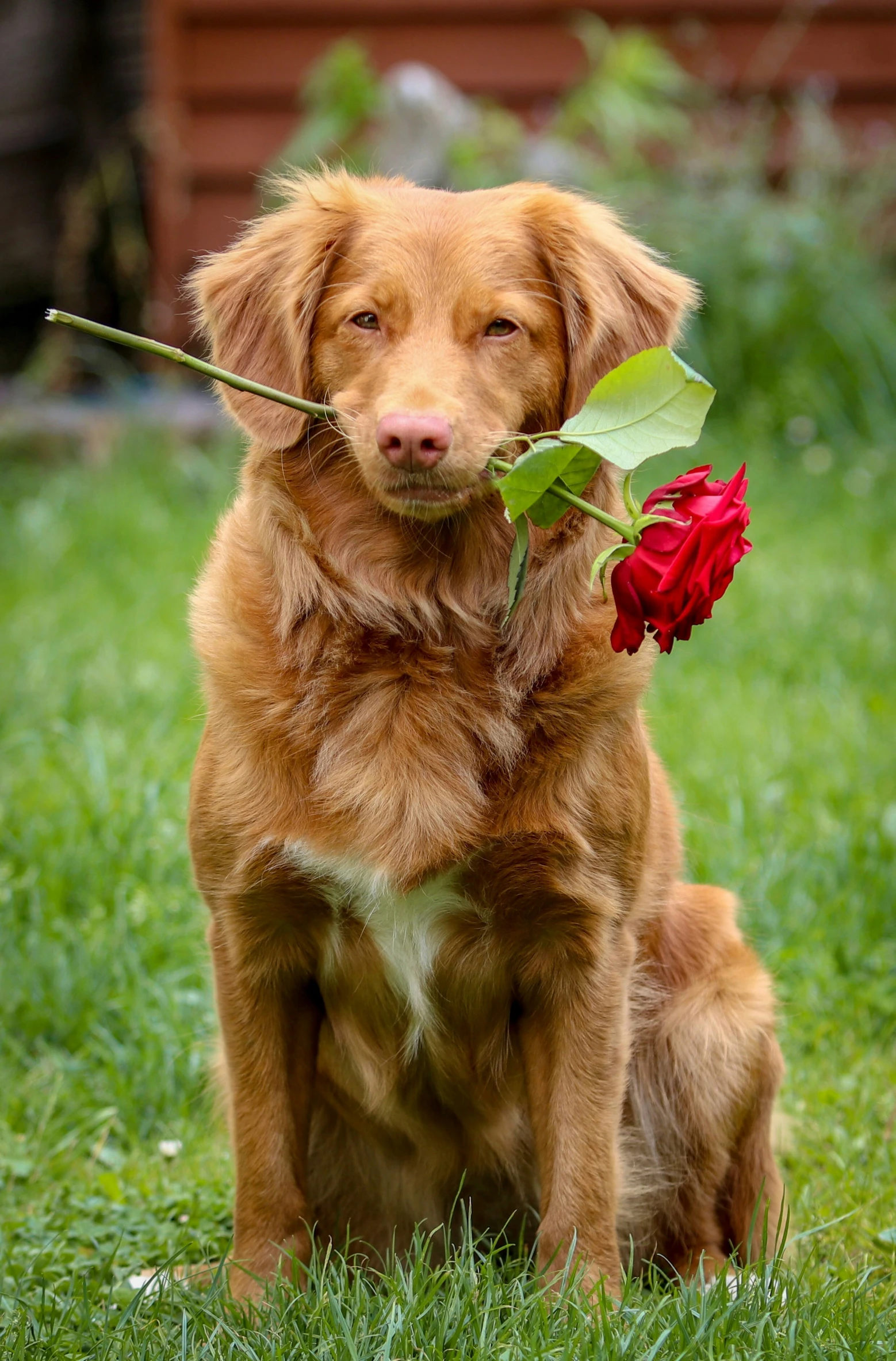 a dog is holding a red rose in its mouth