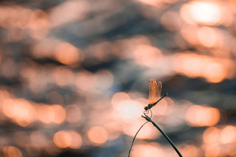 the dragonfly rests on the stem of a plant, and looks down at the ground