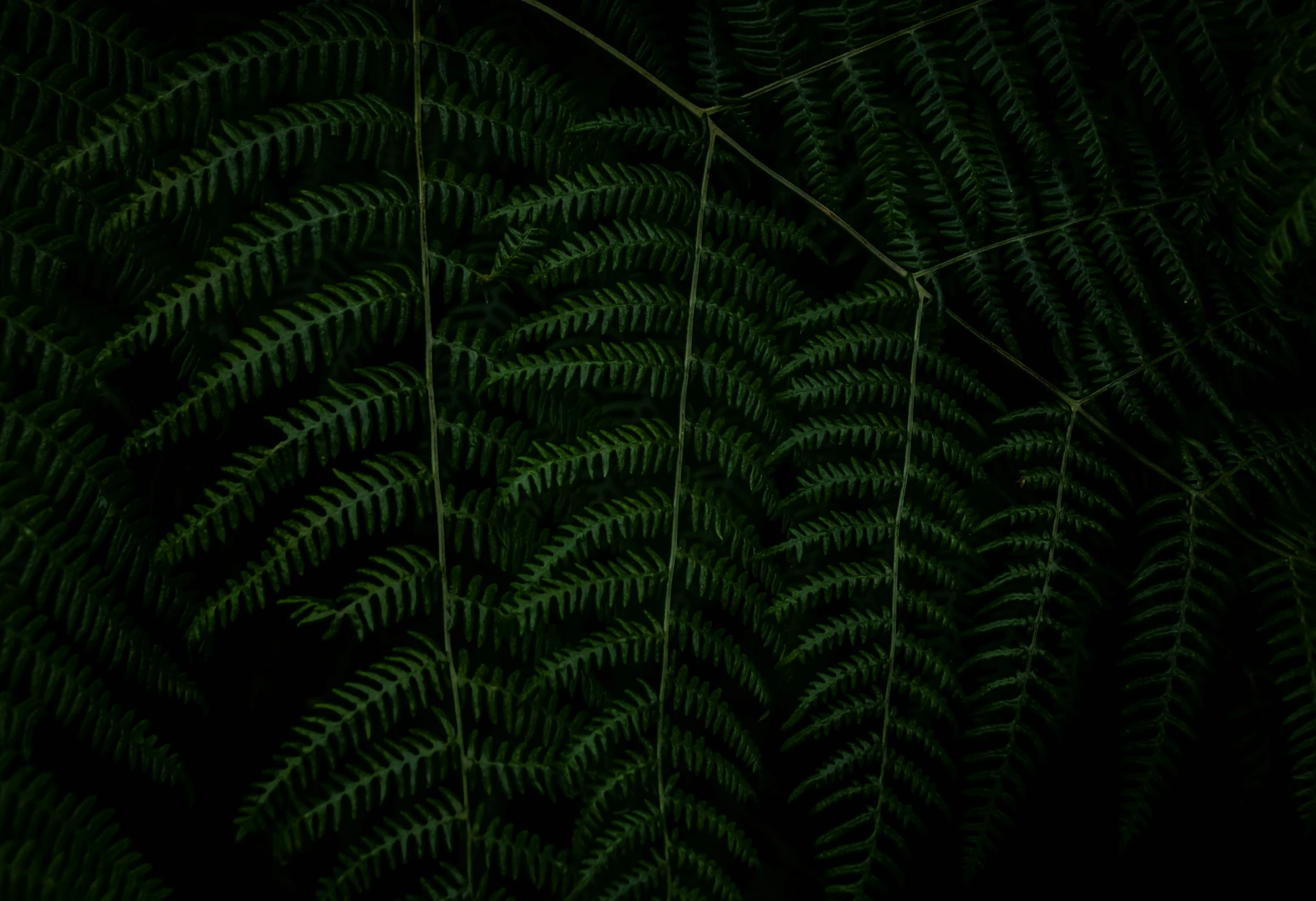 green leaves on a black background