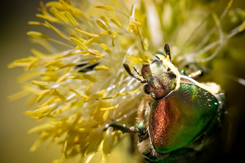 a small green bug sitting on top of a flower