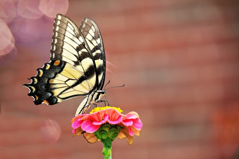 a erfly on a flower with blurry background