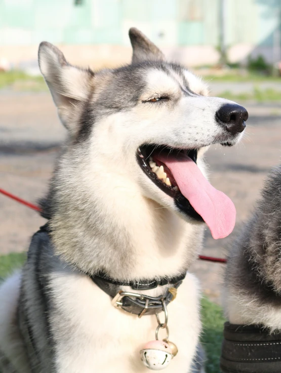 a dog with it's tongue out wearing a leash