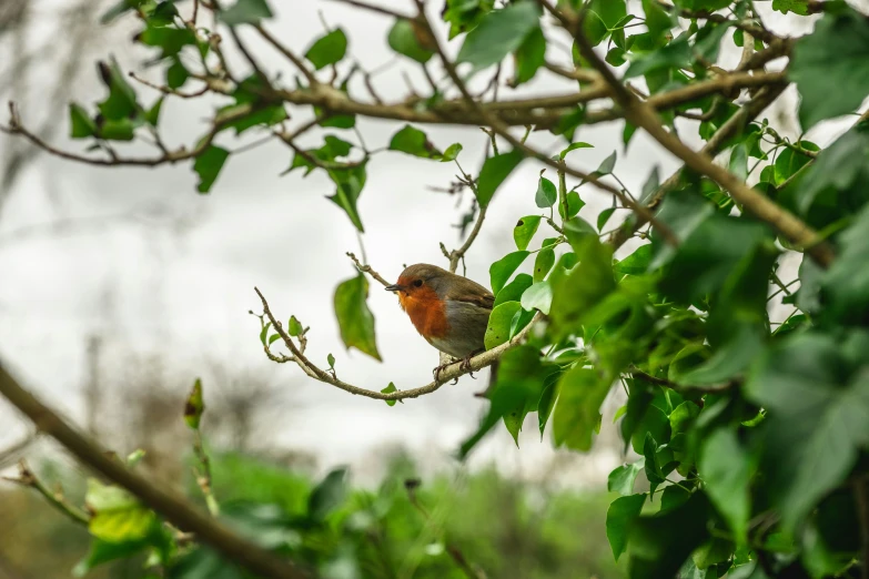 the bird is perched on the nch outside