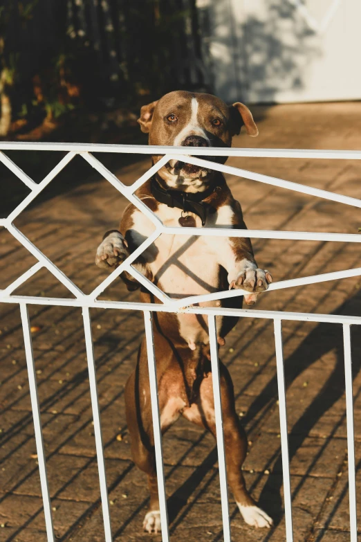 there is a dog that is standing behind the gate