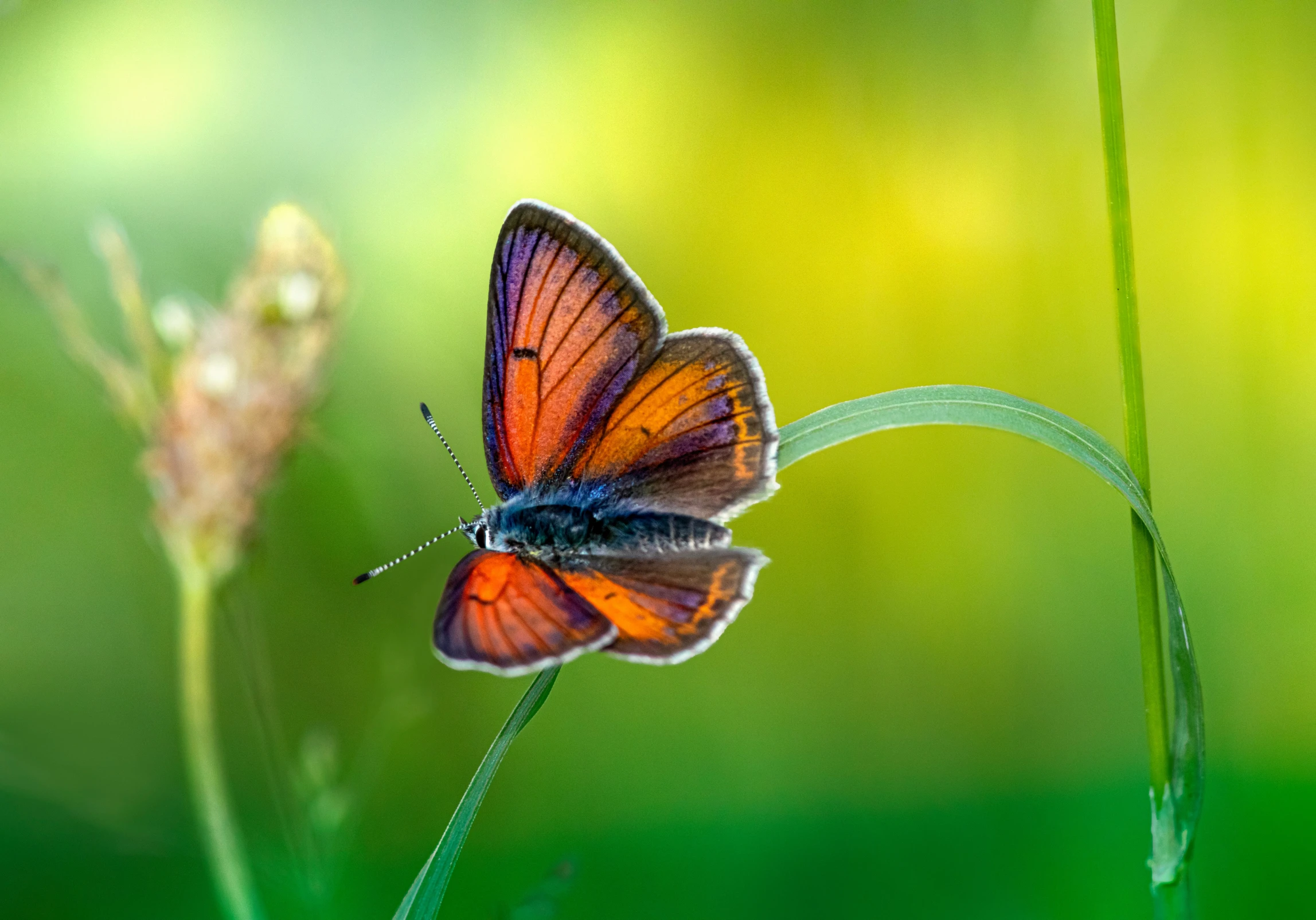 the insect is sitting on a leaf in front of it