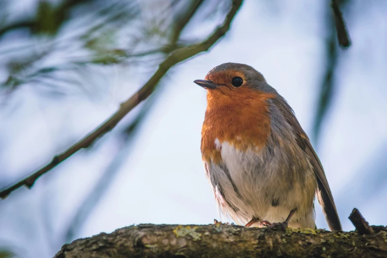 a small bird sits on the nch of a tree