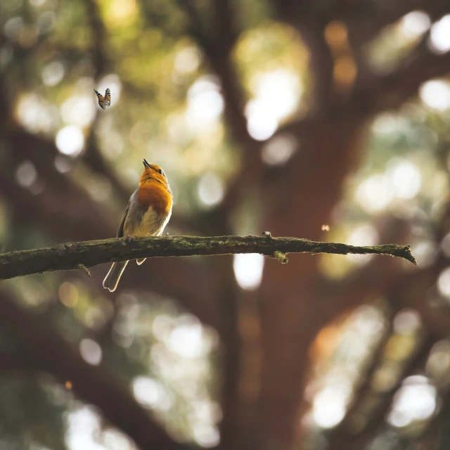 a bird perched on a nch in front of a tree