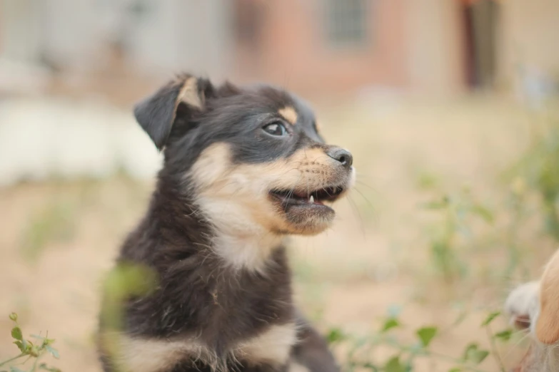 a black and white dog sitting down and looking at soing