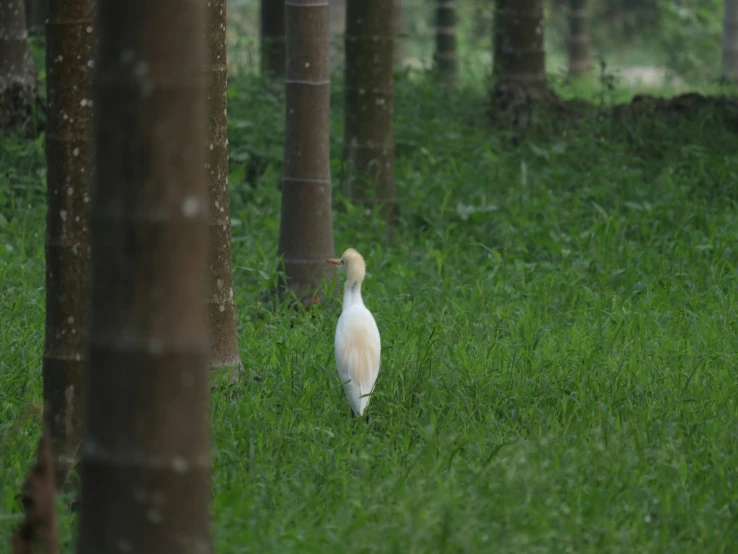 a bird is standing in the middle of some trees