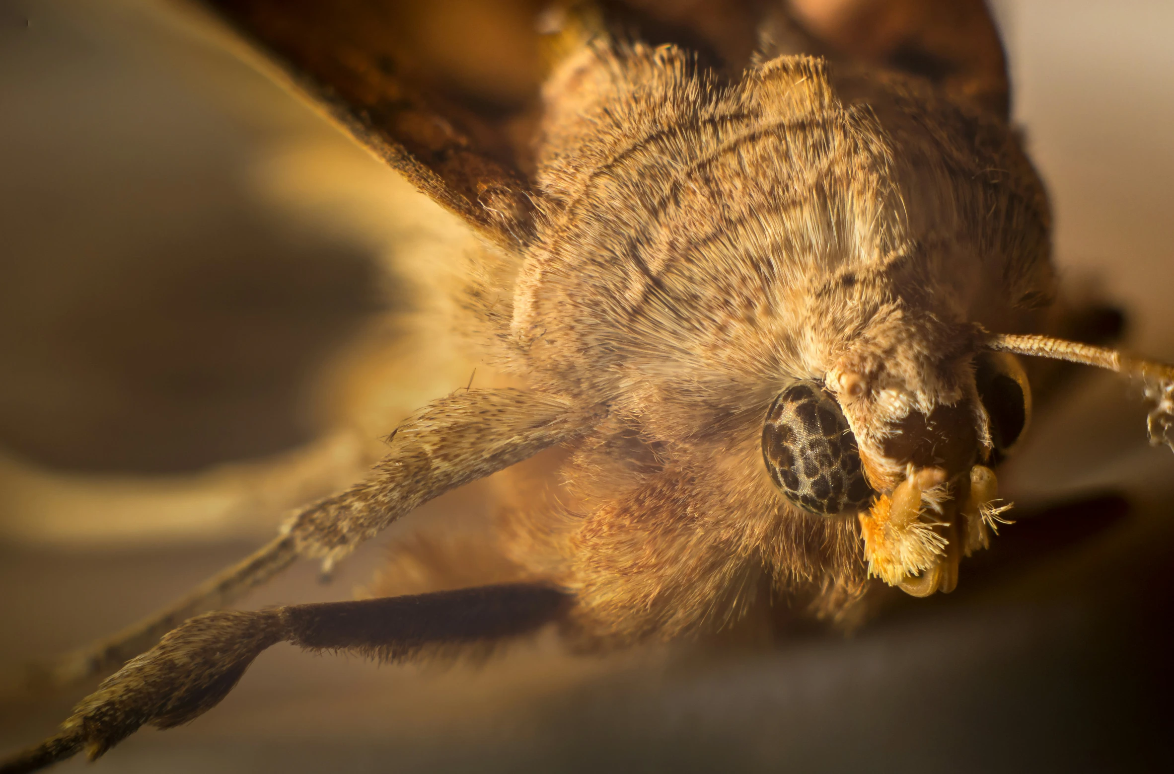 a honey bee flies close to the ground