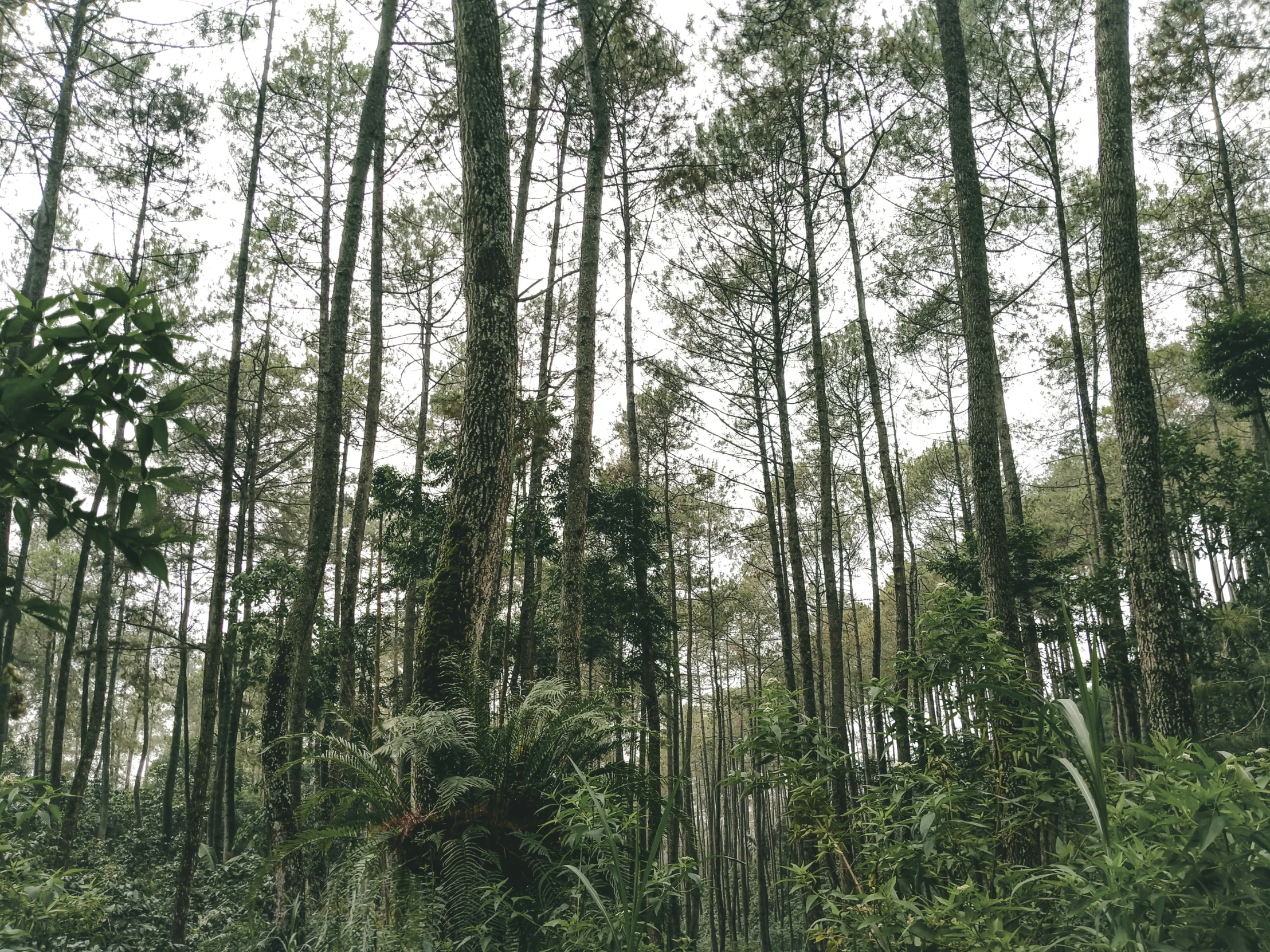 lots of trees line the path through a forest