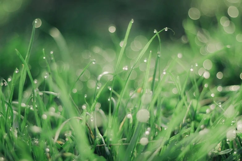 the grass is covered with drops of water