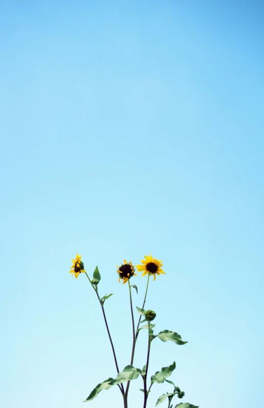 a group of sunflowers on a sunny day