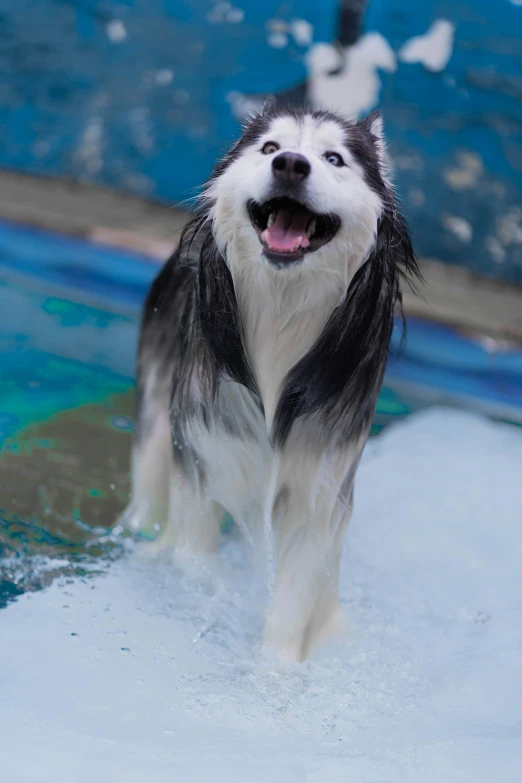 a happy dog walks in the water and smiles