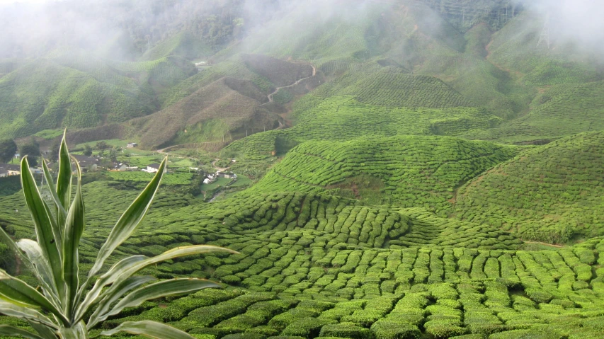 a green landscape with fog and clouds