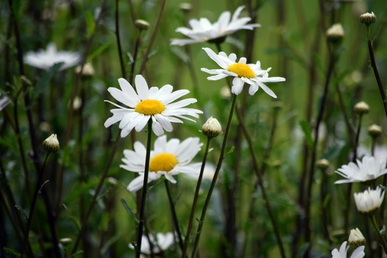 flowers in the foreground with leaves and grass