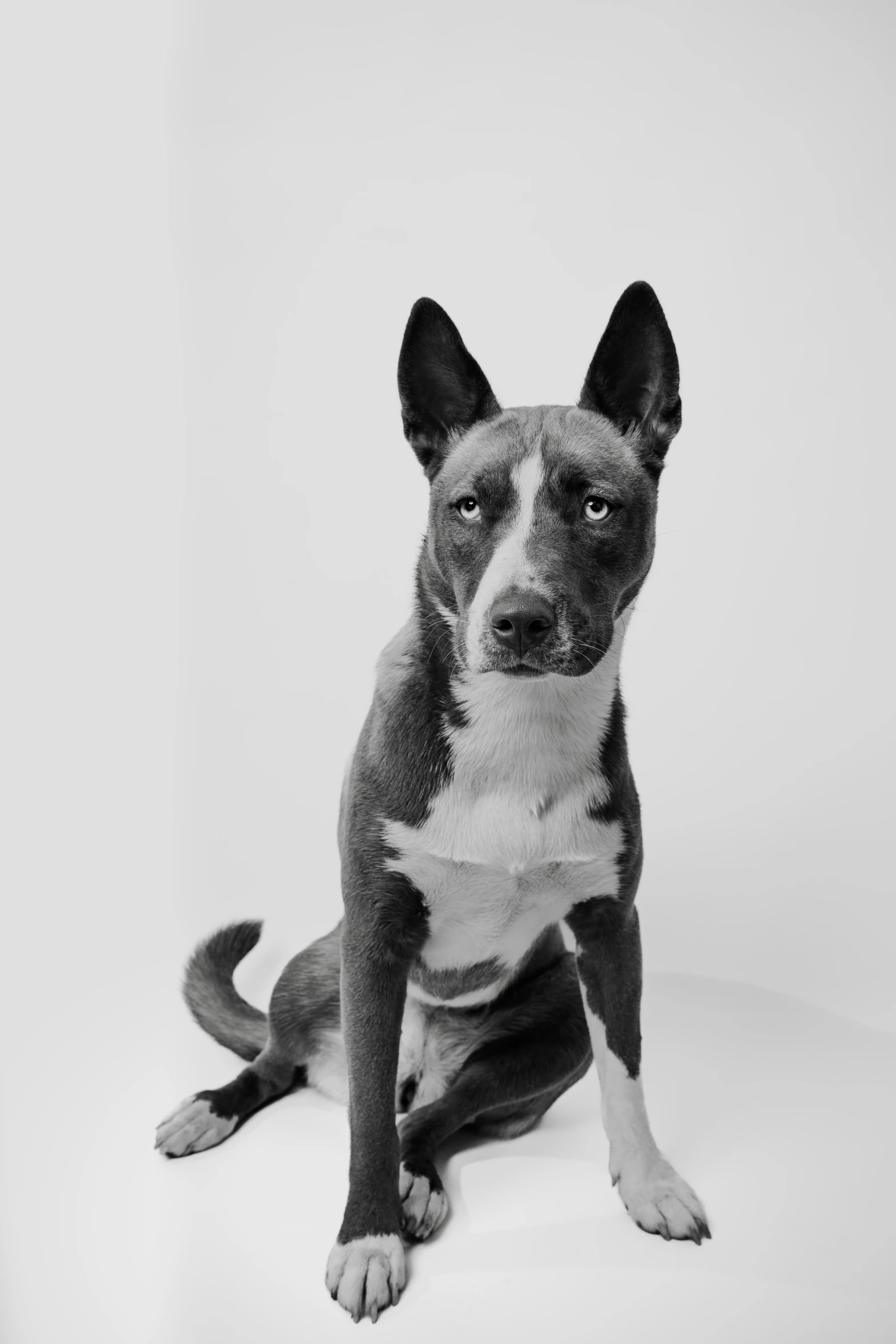 a dog poses with its legs crossed and a white background