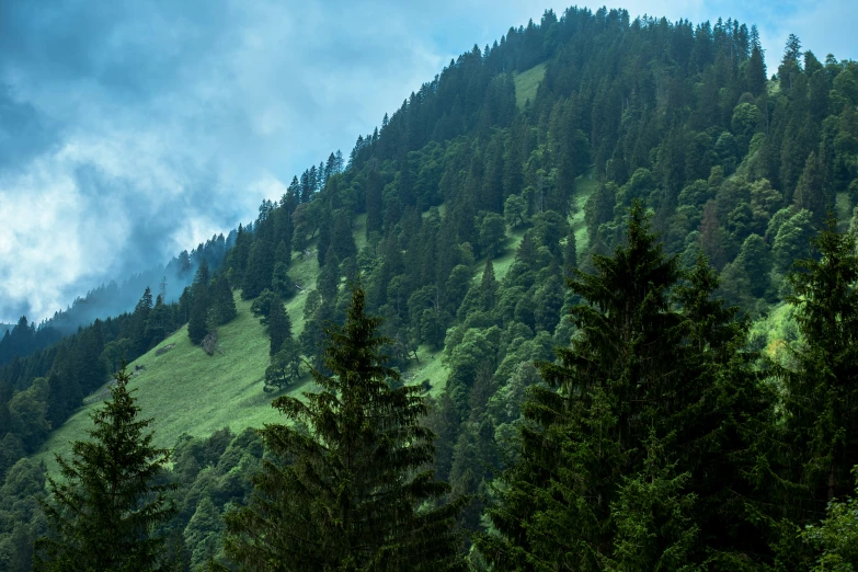 mountains covered in green and dark clouds above some pine trees