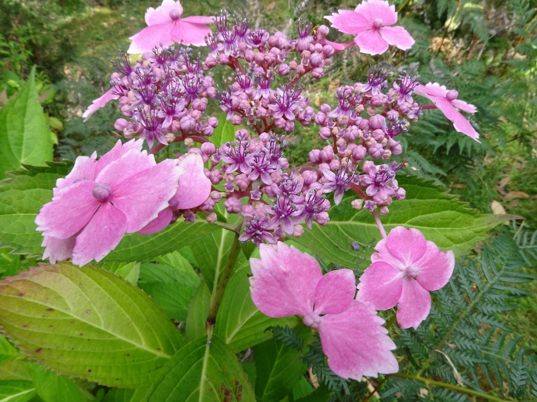 there is a pink flower and leaves by the water