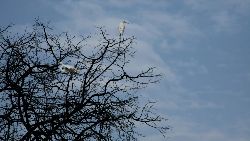 two white birds sit in a tree with blue sky