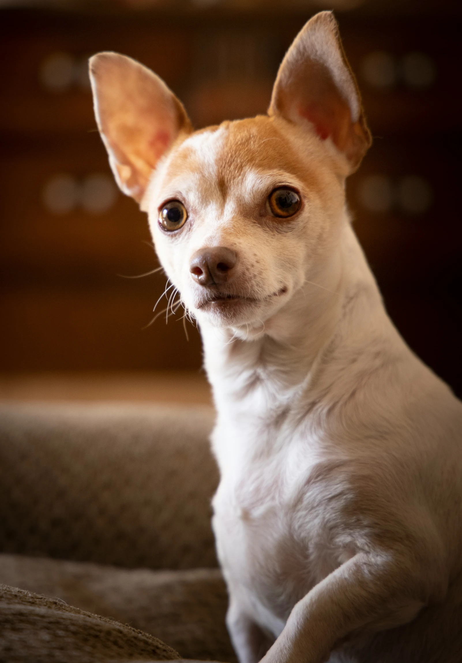 a small dog that is sitting down