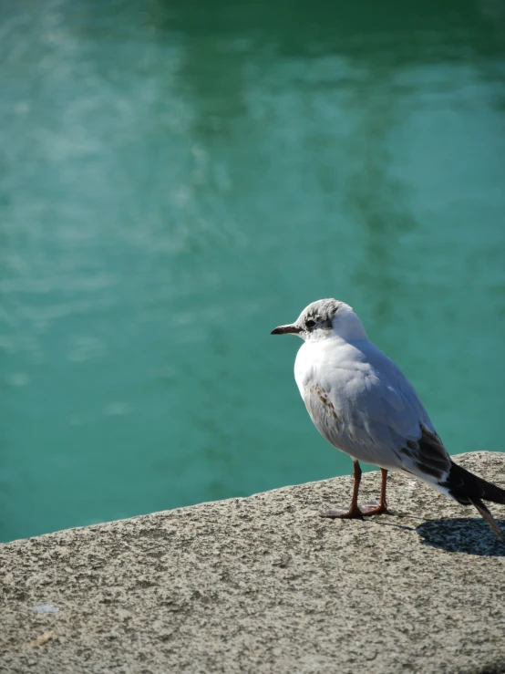 bird sitting on the edge of a rock by the water