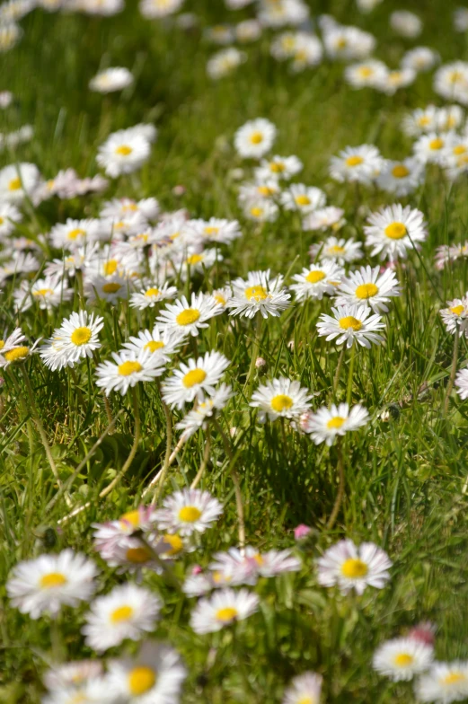 a field full of white flowers on a sunny day