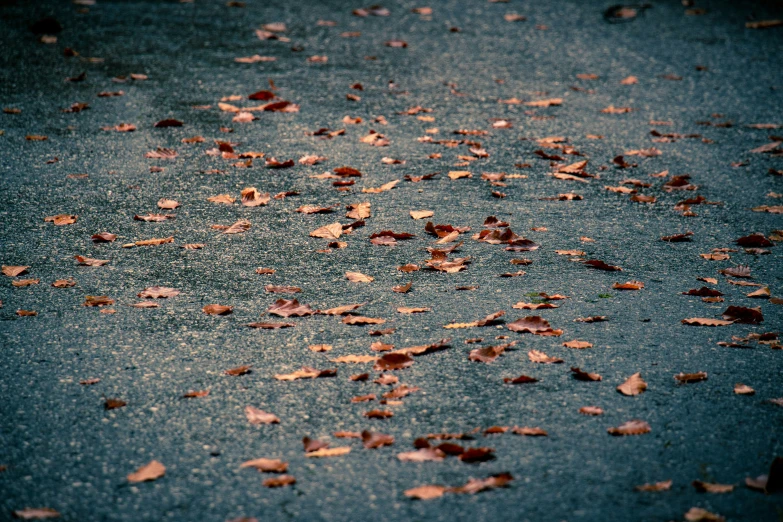 the leaves are floating on the ground