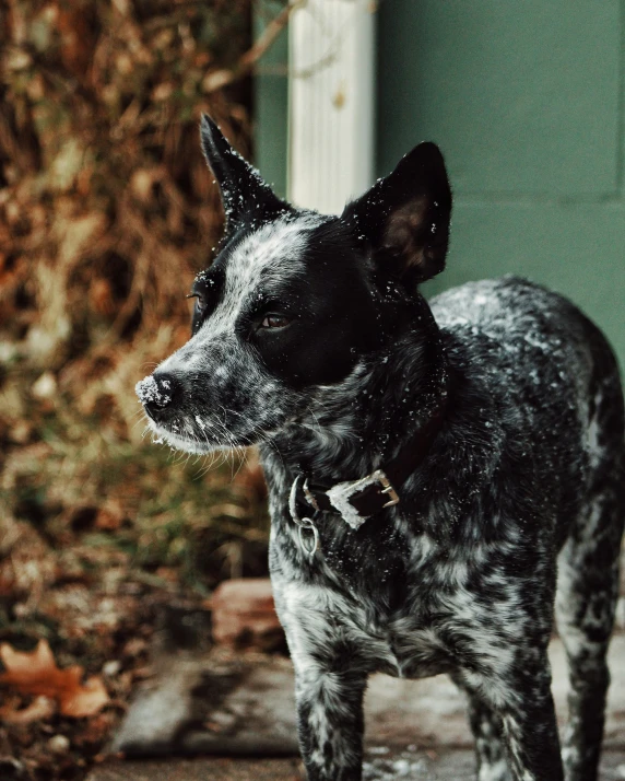 a small dog is looking around in the winter