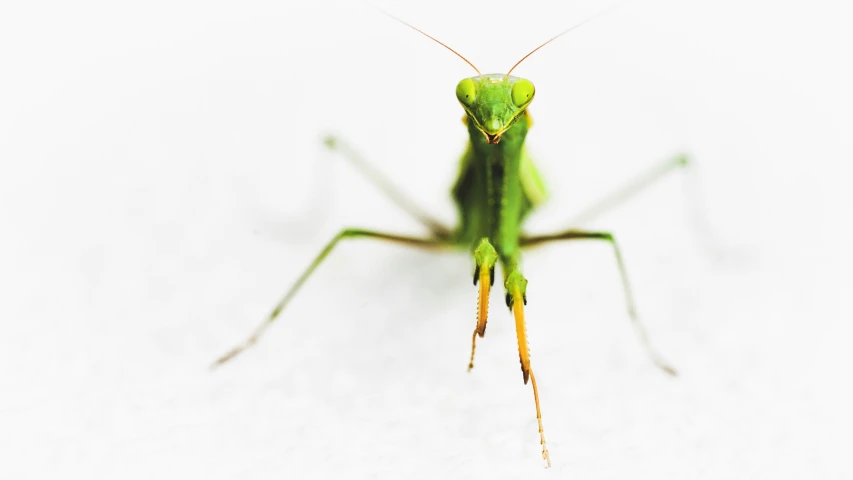 green insect looking in camera with white background