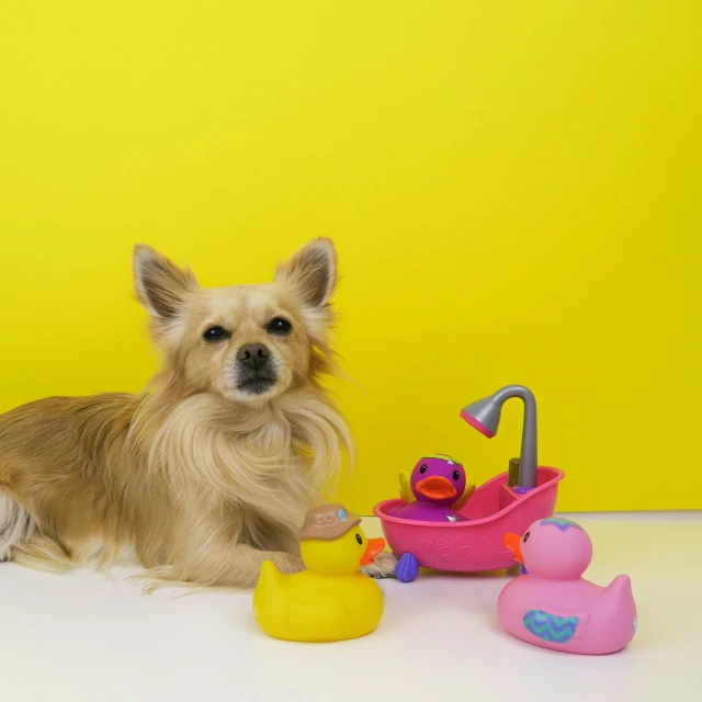 the small dog is sitting beside rubber duck toys