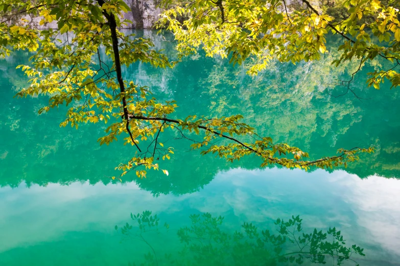 a green tree sitting near a clear body of water