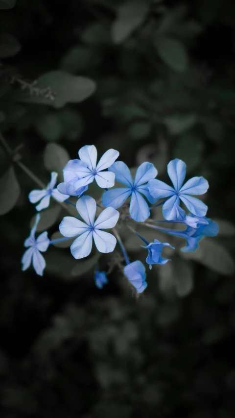 two blue flowers on top of a nch