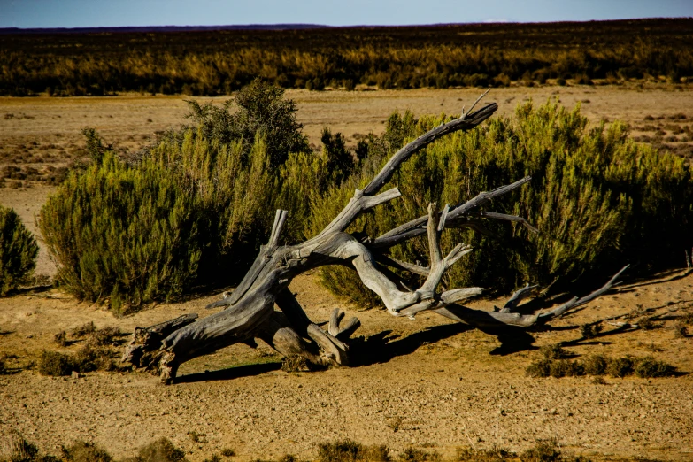 a dead tree nch in a field