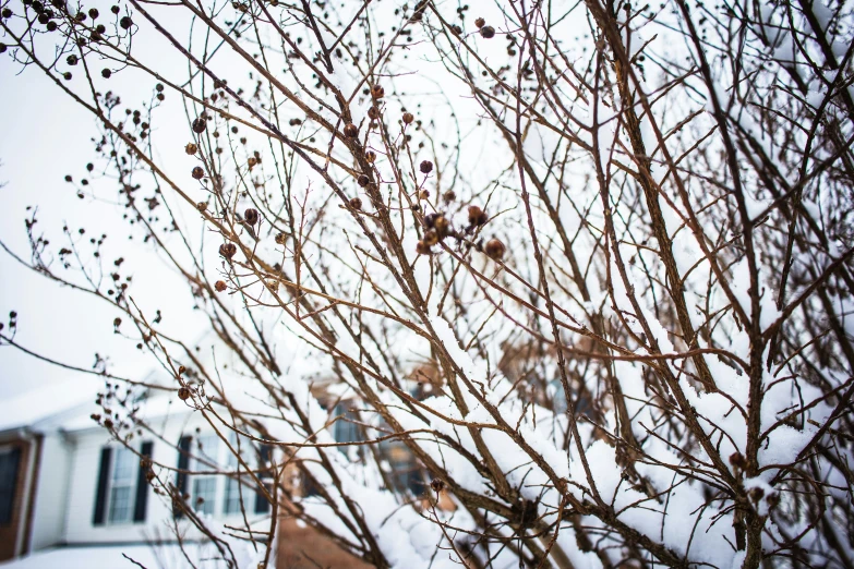 some trees and bushes with snow in the background